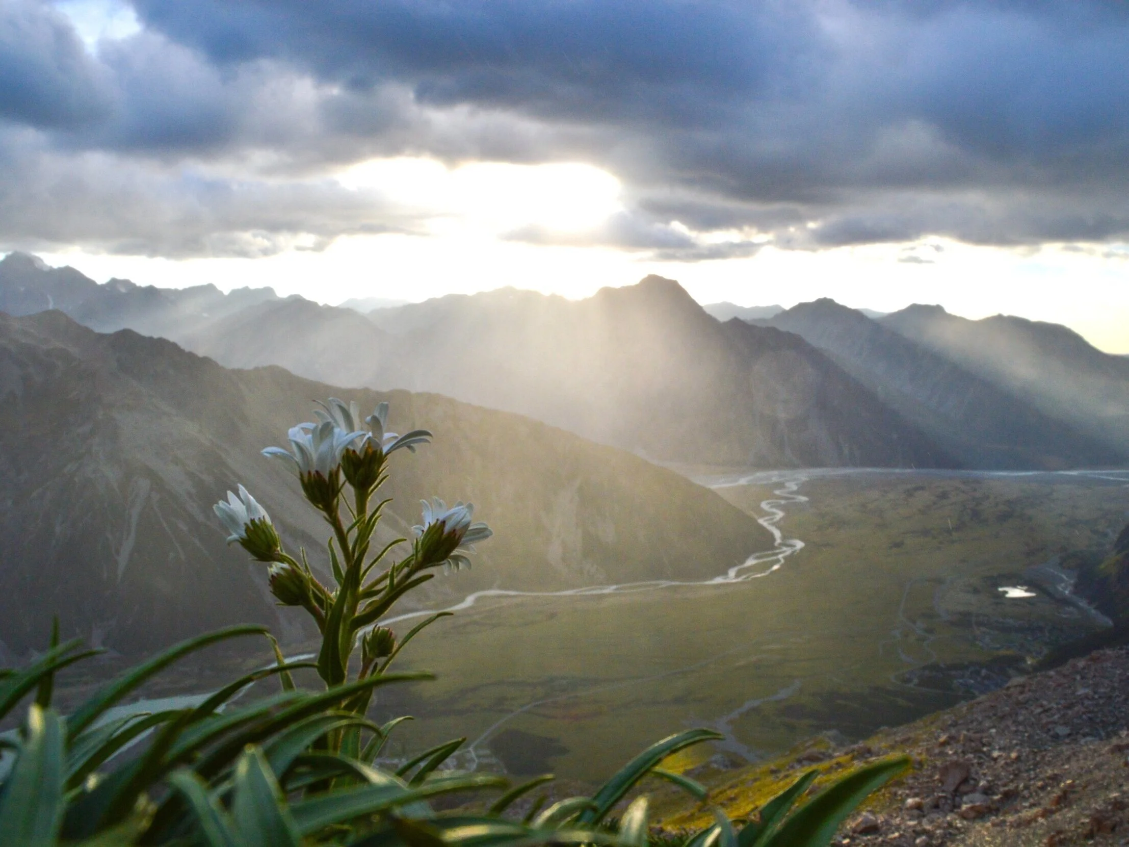 Mountain flowers in the foreground with a river valley and mountains beyond