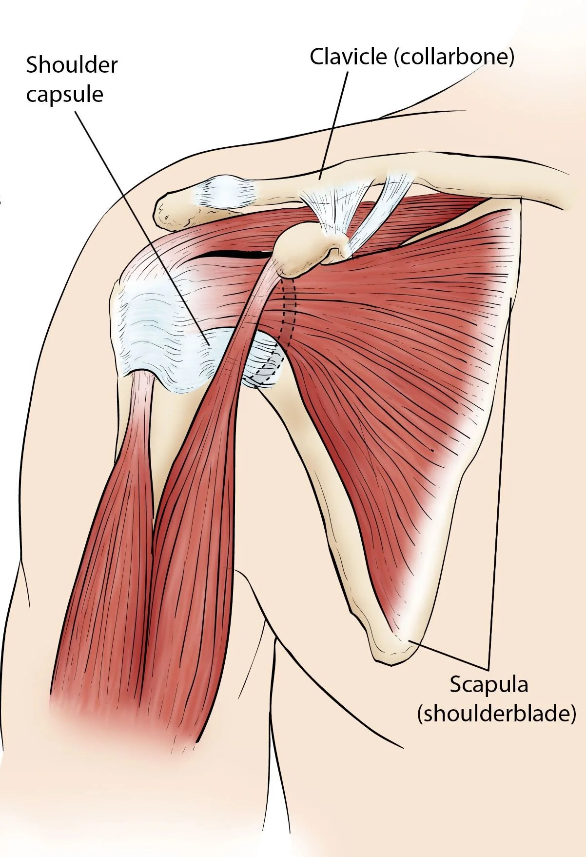 anatomy of muscles of the shoulder