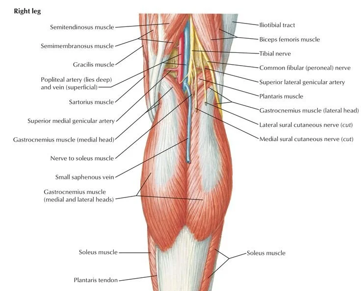 Myth: Hamstring Tightness at the Back of the Knee is Not Hamstring Tightness, photo 3