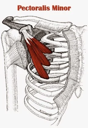 diagram of anatomy and pectoralis minor muscle