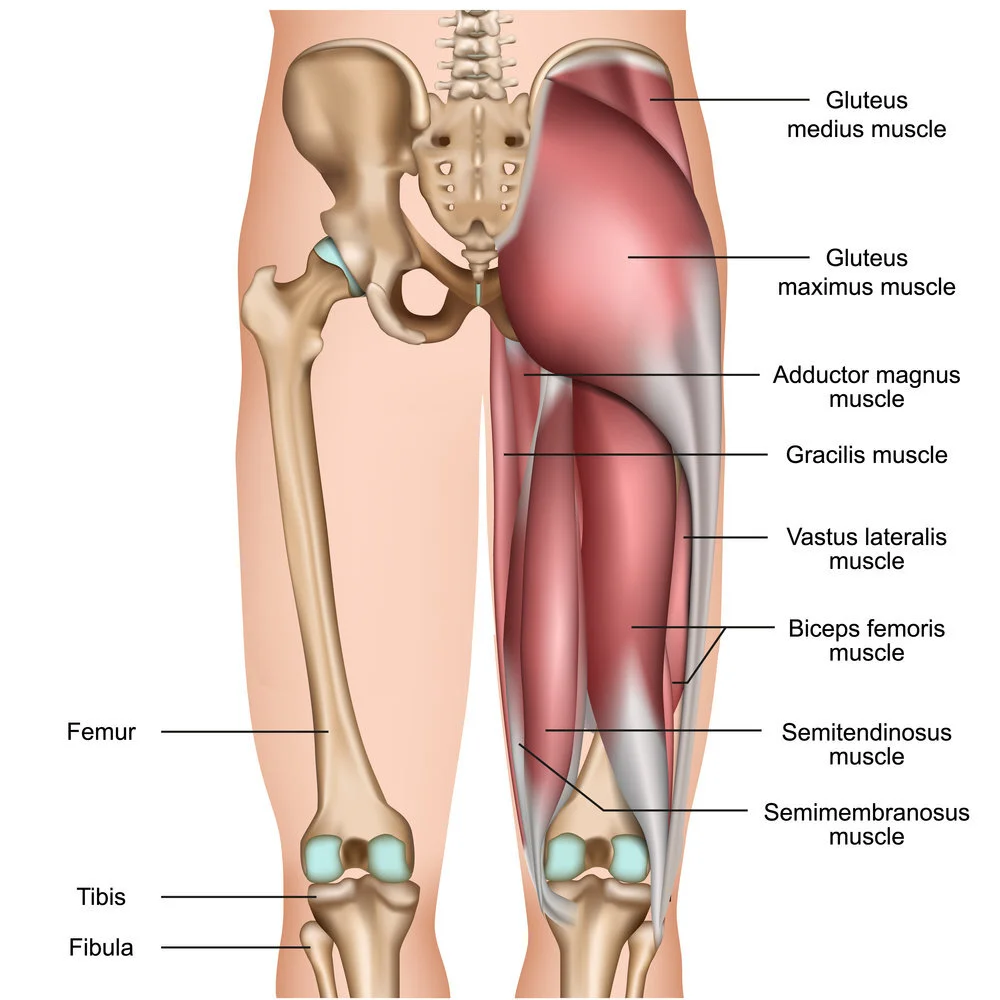 Myth: Hamstring Tightness at the Back of the Knee is Not Hamstring Tightness, photo 2