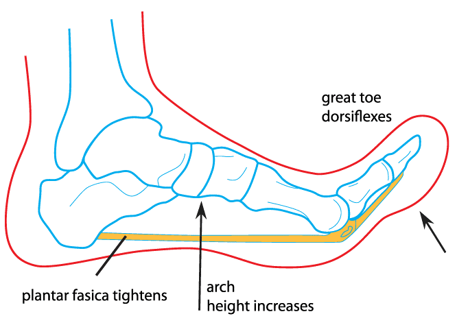diagram showing the windlass effect for the arch and big toe of foot
