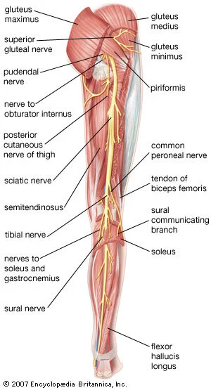 Myth: Hamstring Tightness at the Back of the Knee is Not Hamstring Tightness, photo 4