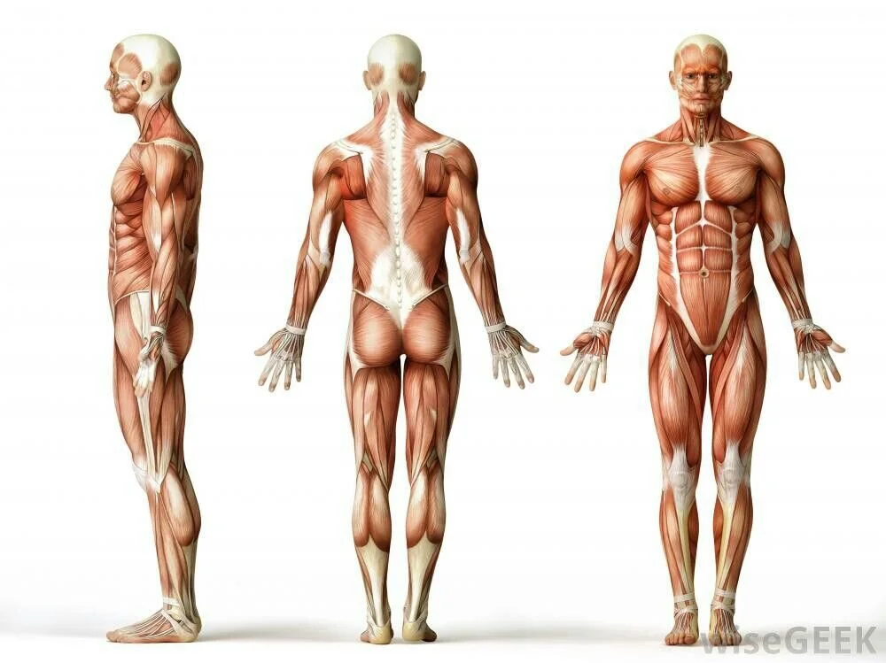 3 Exercises to Help Settle the Root Cause of Shoulder Impingement, photo 2
